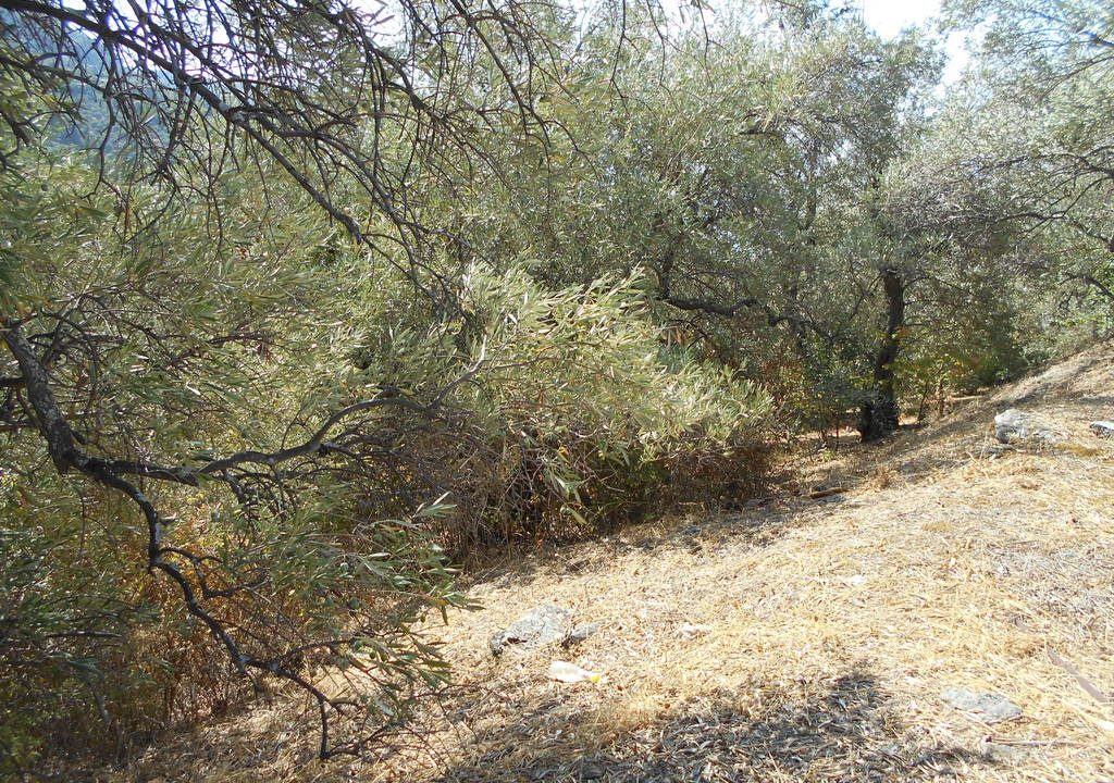DSCN7832